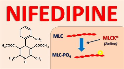 Nifedipine - Mechanism, side effects and uses - YouTube