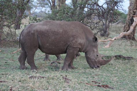 Houston Zoo Staff Travel to Save Animals in the Wild - The Houston Zoo