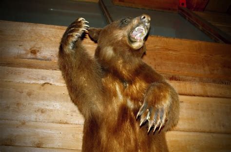 Stuffed Grizzly Bear Free Stock Photo - Public Domain Pictures