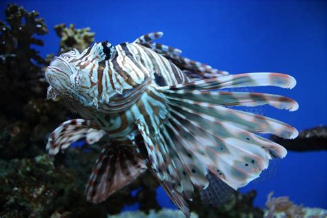 Free Images : wing, underwater, tropical, fish, fauna, lionfish, sealife, aquarium, tank ...