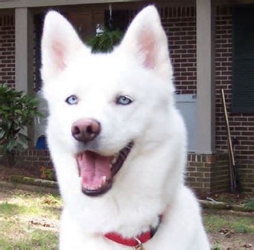 Blue Eyes White Husky Lab Mix