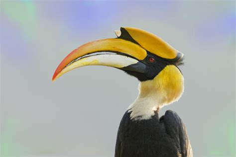 Hornbills: exotic and critically endangered