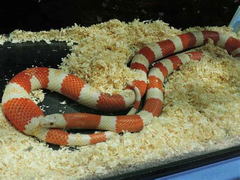 Are Milk Snakes a Good Pet? - Embora Pets