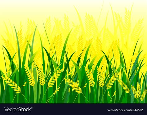 Rice field Royalty Free Vector Image - VectorStock