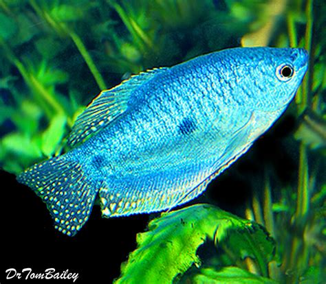 Premium Blue Gourami, Size: 2" to 2.5"