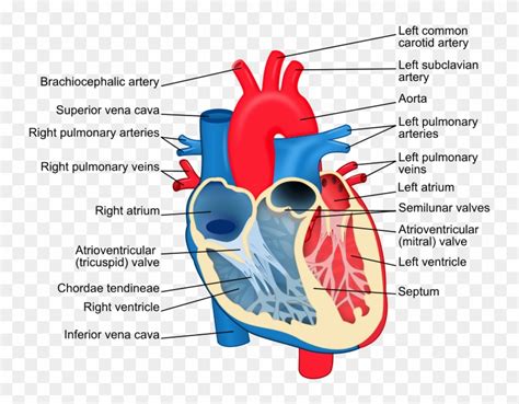 Heart Chambers - The Heart - Labels Of The Heart - Free Transparent PNG Clipart Images Download