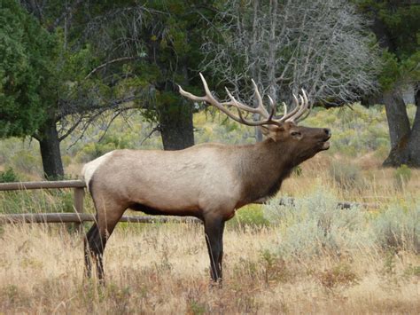 The Animals of Yellowstone National Park | The Westmonster Daily