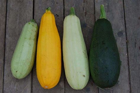 Growing Parthenocarpic Zucchini – Bountiful Gardener