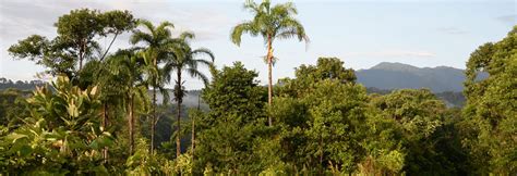 The Tallest Trees in the Amazon | Amazon Rainforest