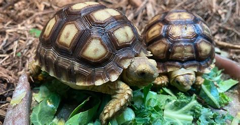 Sulcata Tortoise Care: The Ultimate Guide - XYZReptiles