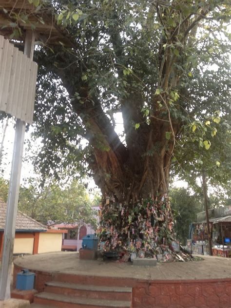 Kerala Mythology: Legend of Chottanikkara Devi Temple