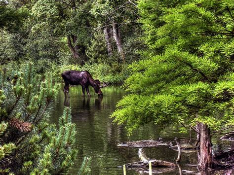 Wildlife Facts: Moose