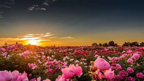 Pink petaled flower, landscape, field, flowers, nature HD wallpaper ...