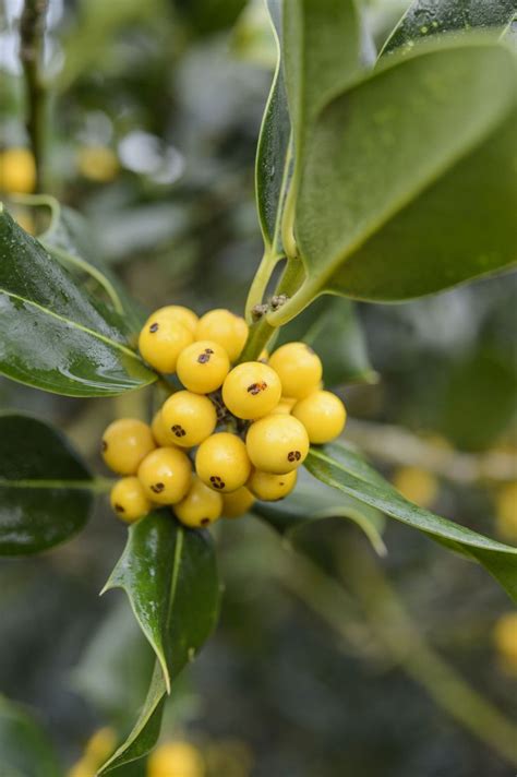 6 of the best holly varieties | Evergreen shrubs, Holly, Foliage