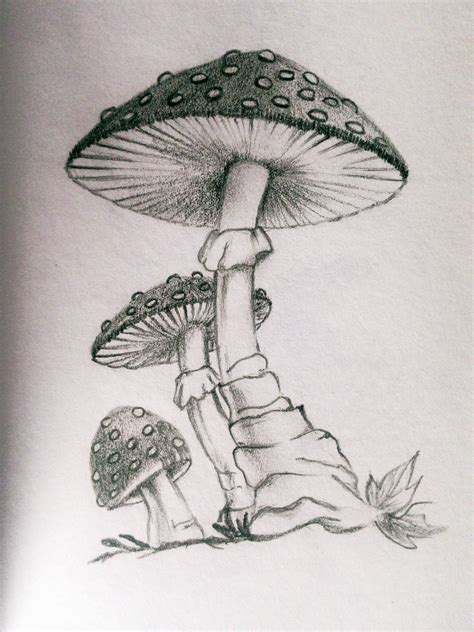 My Practice Mushroom Pencil Sketch Draw Mushroom Drawing | My XXX Hot Girl