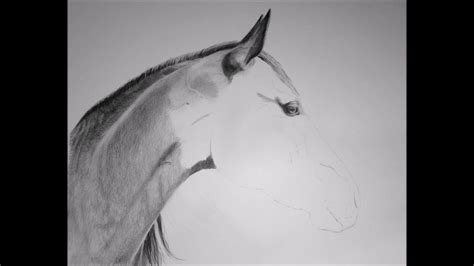 Quarter Horse Face Drawings