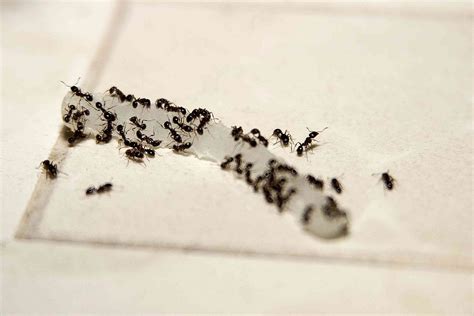 How to Get Rid of Odorous House Ants