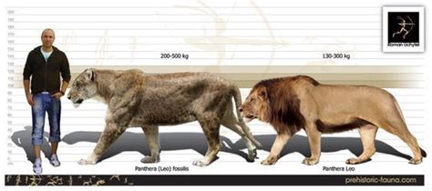 Доисторические большие кошки. European Cave Lion Today's african lions: | Ancient animals ...