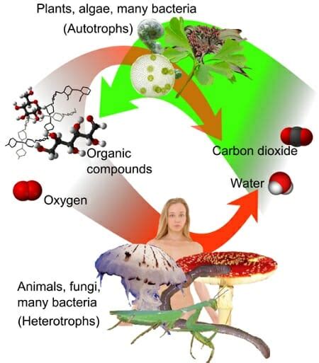 Heterotroph - Definition and Examples | Biology Dictionary