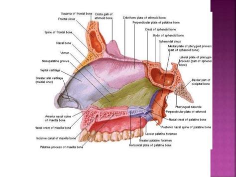 Image result for perpendicular plate of ethmoid | Nasal septum, Sphenoid bone, Palatine bone