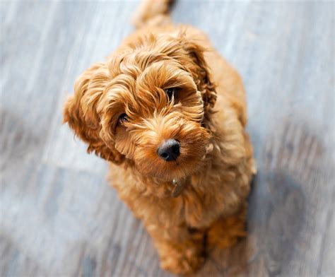 Labradoodle: hybrid dog breed- smart, social and intelligent - Puppies lab