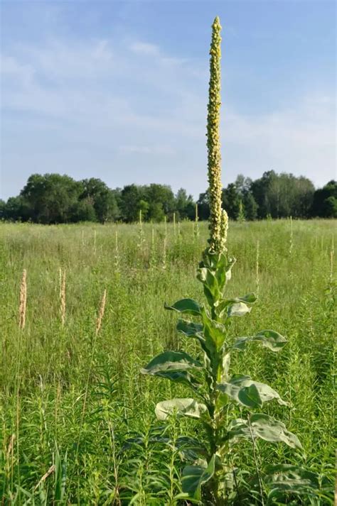 23 Weeds With Large Leaves [Easy Identification]