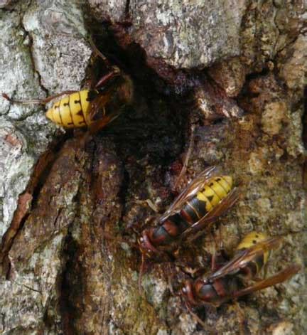 European Hornets: Reusing Nest????? or Feeding on Sap? - What's That Bug?