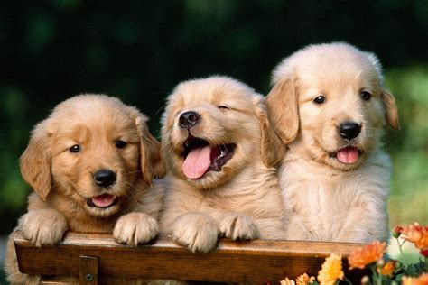 Puppy HD Wallpapers - Wallpaper Cave