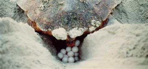 Female Sea Turtle Laying Eggs