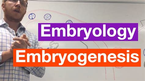 Embryogenesis | Embryology - YouTube