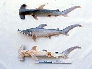 Great hammerhead shark Facts for Kids