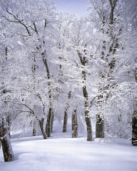 Gratis stockfoto van besneeuwd, besneeuwd behang, besneeuwde achtergrond, bevriezen, bevroren ...