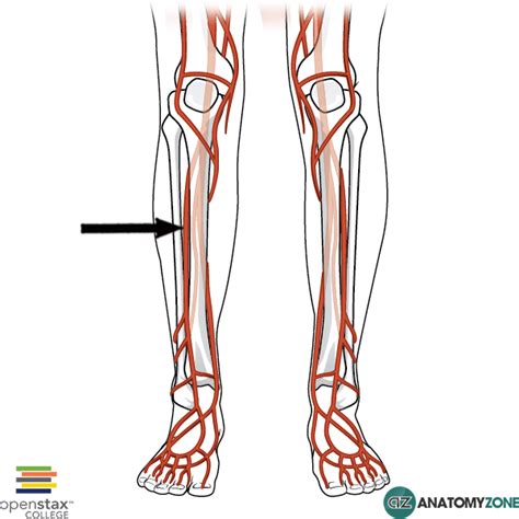 Anterior Tibial Artery • Cardiovascular • AnatomyZone