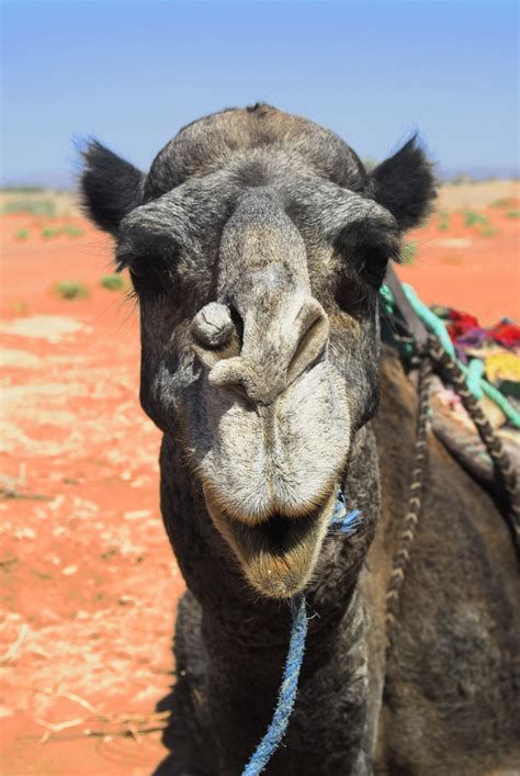 Images Gratuites : désert, chameau, faune, lama, vertébré, Maroc ...