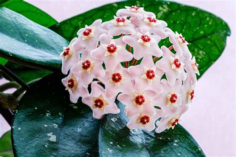 Hoya Plant Growing Guides, Tips, and Info | Gardener's Path