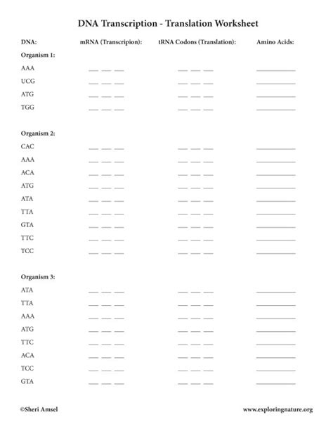 DNA Transcription and Translation Activity (Middle School and Up)