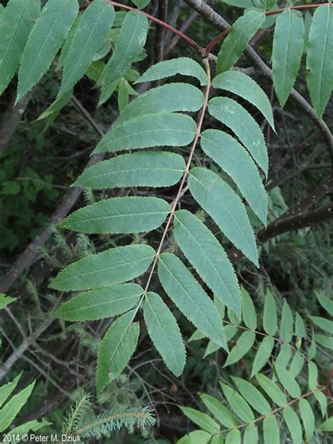 Sorbus americana (American Mountain-ash): Minnesota Wildflowers