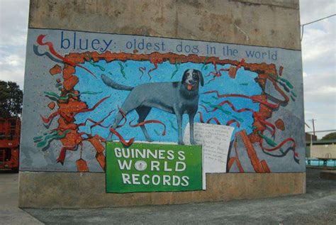 End of an era: Bluey no longer world’s oldest dog | Shepparton News