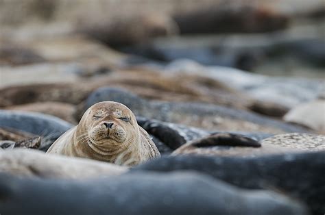 Another Harbor Seal | Sean Crane Photography