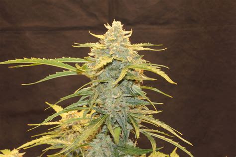 Original Sensible Seeds Purple Haze Auto grow journal week10 by Dunk ...