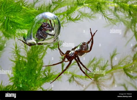 European water spider (Argyroneta aquatica), two water spiders with ...