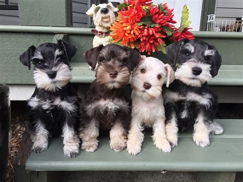 Miniature Schnauzer Puppies - Schnauzer Colors