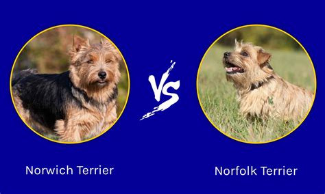 Norwich Terrier vs Norfolk Terrier: What are the differences? - Wiki Point