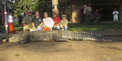 Alabama hunters haul in 450-kg gator | The Japan Times