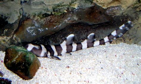 Bamboo Shark – "OCEAN TREASURES" Memorial Library