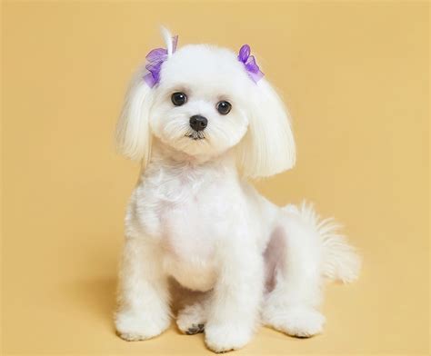 Top 10 maltese puppy cut ideas and inspiration