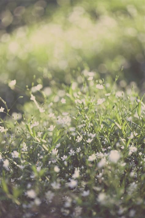 Free photo: Green Grass Lawn - Blooming, Growth, Sunlight - Free Download - Jooinn