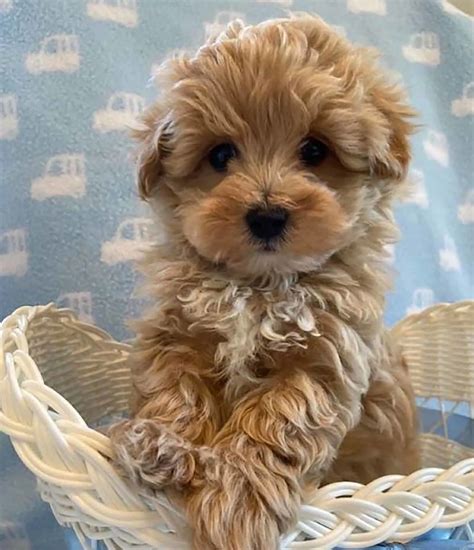 Teacup Maltese: A Tiny White Pooch To Love