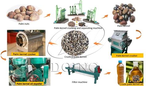 How to convert palm nut to palm kernel oil?_Palm Oil Extraction FAQ How ...