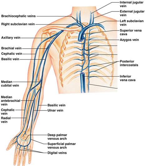 Venous Upper Extremity Exams – Vascular Center of Michigan